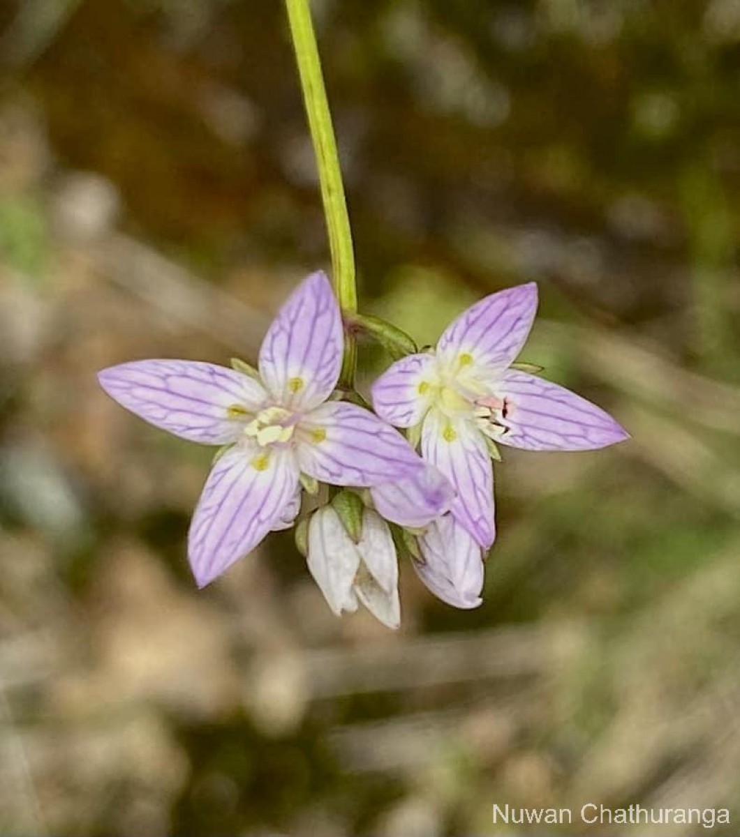 Swertia zeylanica (Griseb.) Walker ex C.B.Clarke